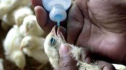 vaksinasi pada ayam potong broiler melalui tetes mulut