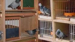 Budidaya Burung Merpati
