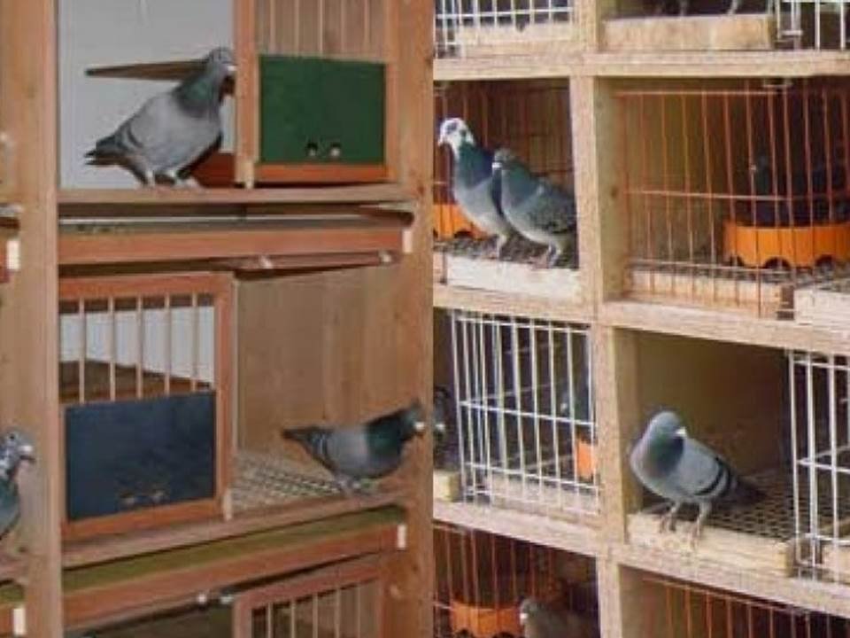 Budidaya Burung Merpati