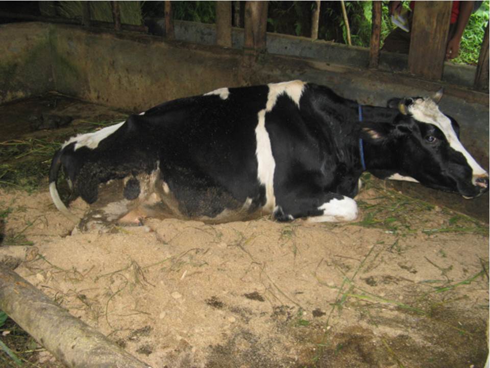 Ilustrasi: Penyakit ngorok pada sapi