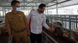 Peternakan kambing "Sumber Rejeki" Kota Kediri yang berhasil menciptakan inovasi ternak kambing tanpa bau dan rendah kolestrol. (Foto: tugujatim.id)