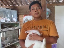 Sukses Ternak Kelinci, Anak SMP ini Hasilkan Jutaan Rupiah Tiap Bulannya