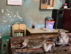 Penjualan Bayi Monyet Ekor Panjang Masih Tampak di Bali