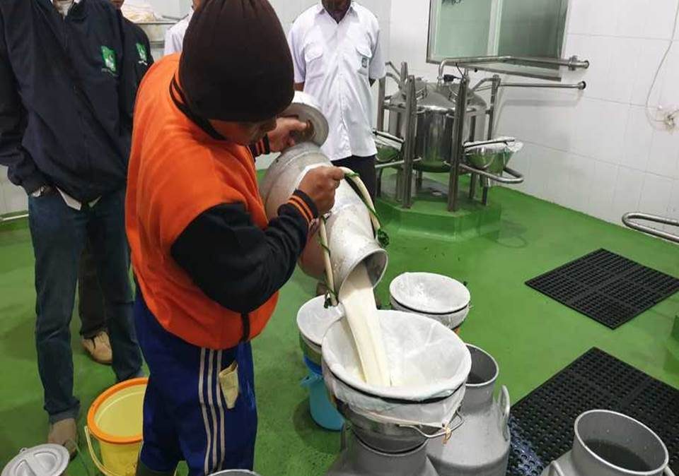 Peternak Sapi Perah di Bandung Selatan sedang menyiapkan susu untuk dijual. (Foto: beritasatu.com)