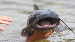 Ikan lele yang dibudidayakan di Alabama, Amerika Serikat