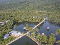 Potensi Produksi Ikan Mas Menjanjikan, Pasaman Ditetapkan Jadi Kampung Perikanan Budidaya