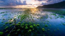 Budidaya rumput laut di Nusa Tenggara Timur