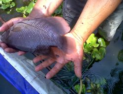 Tips Budidaya Ikan Gurame Kolam Kecil, Cocok Dibuat di Pekarangan Rumah