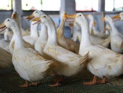 Ternak Bebek Peking Juga Menjanjikan Loh, Ini Panduannya