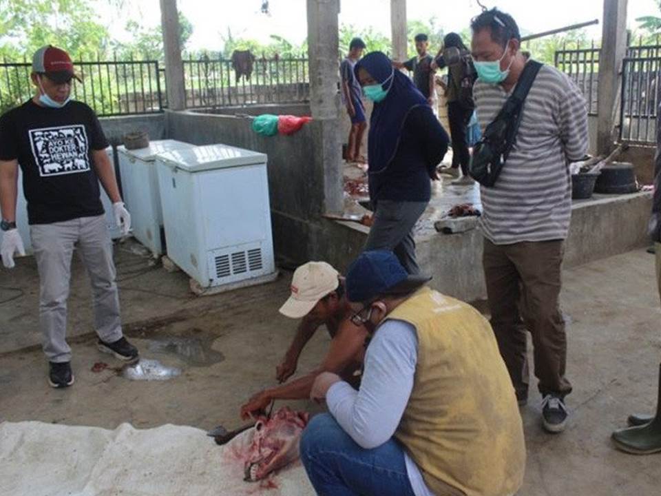 Petugas BBVet Denpasar saat mengambil daging kerbau yang sudah disembelih sebagai sempel untuk kemudian diuji laboratorium (Foto: Radarlombok.co.id)