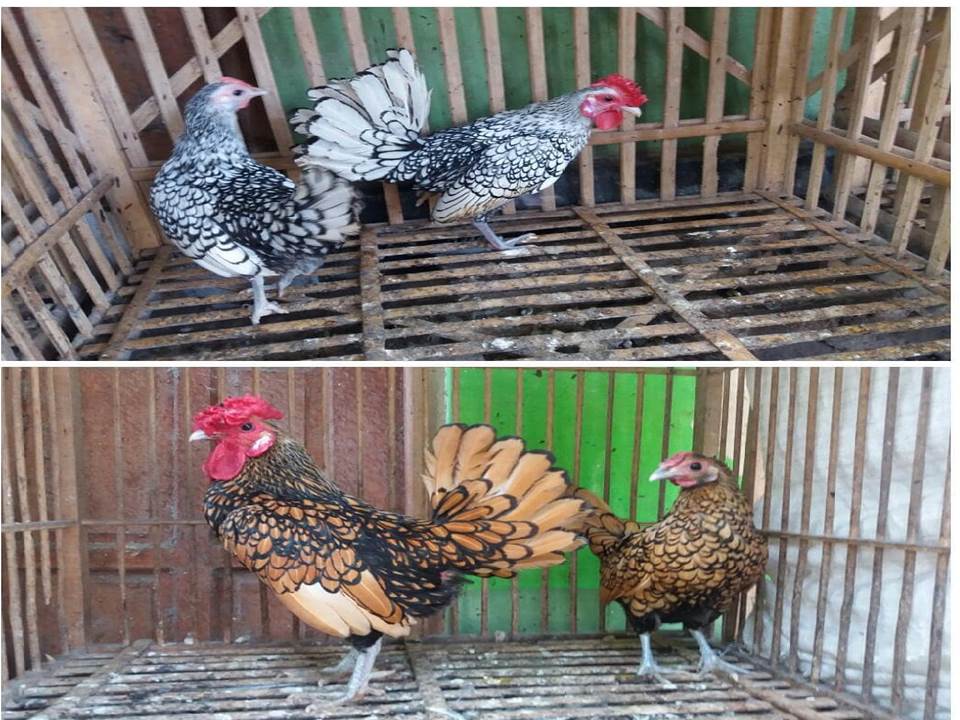 ayam sebright terdiri dari sebright warna coklat atau gold sebright yang disebut ayam batik kanada, serta ayam batik itali atau silver sebright.