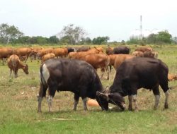 Sapi Bali, Sapi Lokal Unik yang Mendunia