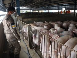 Hampir Setiap Hari, Pulau Bulan Lakukan Ekspor Babi ke Singapura
