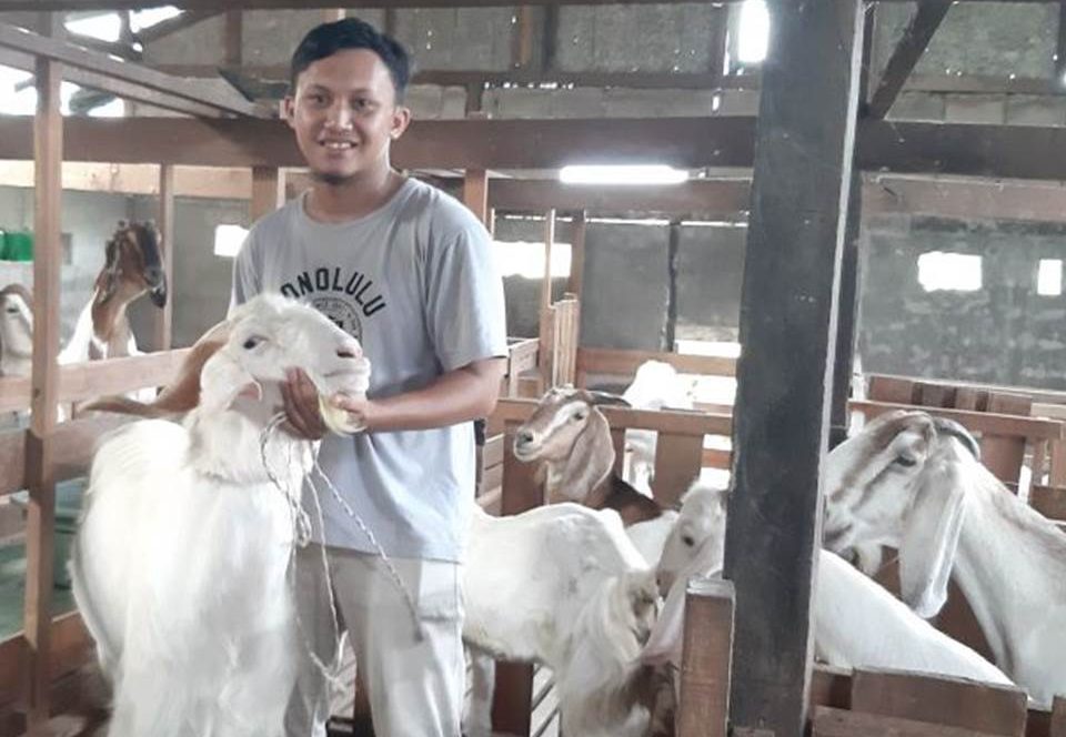 Fauzan Alfikri Kembali ke Kampung Halaman untuk Ternak Kambing. (Foto: kalbar.antaranews.com)