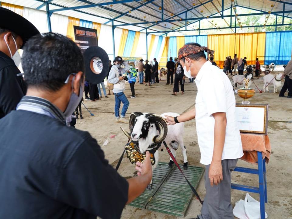 Ekspedisi Kontes Ternak Domba Garut di Kabupaten Garut, Jawa Barat.