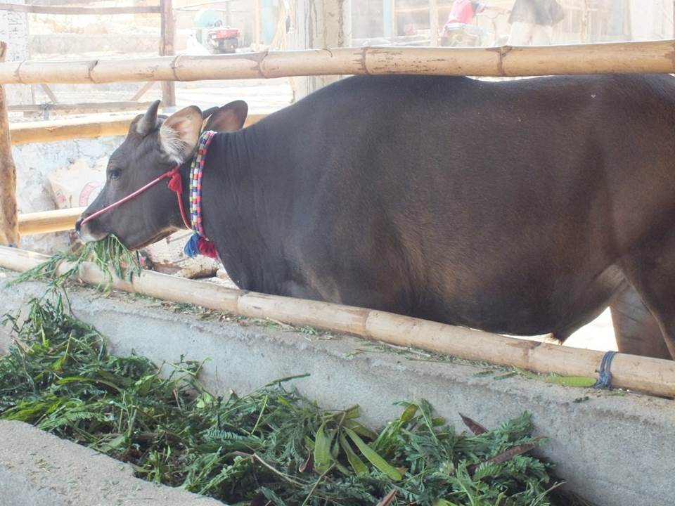 Lamtoro, solusi penyediaan pakan ternak di lahan kering dan cocok untuk penggemukan sapi