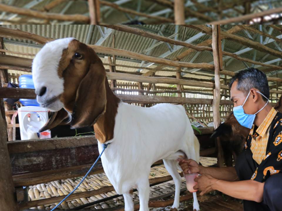 Peternak memerah susu kambing etawa di kandang milik koperasi pesantren (Foto: Antara)