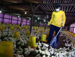 Bebas Bau, Kelompok Bakti Tani Gunakan Kandang Tertutup untuk Bisnis Ayam Broiler
