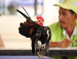 Ketahui Cara Beternak Ayam Serama, Si Kecil yang Banyak Gaya