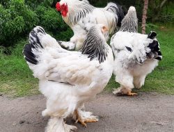 Mengenal 8 Jenis Ayam Pedaging, Bisa Jadi Pilihan Bisnis Bagi Peternak Pemula