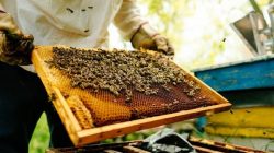 Peternakan lebah di Kroasia milik Domagoj Balja, Edukasi Warga dalam budidaya lebah dan proses produksi madu.