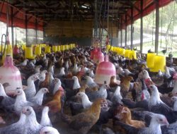 Bisnis Ternak Ayam Kampung dengan Modal Pas-Pasan, Cocok untuk Pemula
