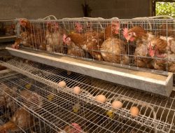 Cara Budidaya Ayam Petelur dengan Prospek Menjanjikan