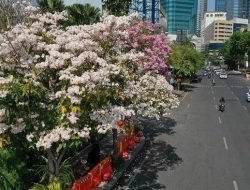 Mulai Bermekaran, Warna-warni Bunga Tabebuya Percantik Jalan Protokol di Surabaya