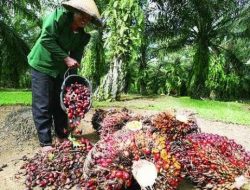 Kelapa Sawit, Tanaman Tahunan di Indonesia yang Menjanjikan