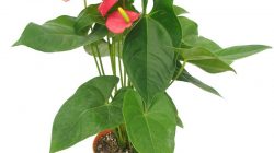 Anthurium Regale x Magnificum