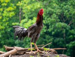 Cara Sederhana Beternak Ayam Bangkok, Cocok untuk Hobi dan Bisnis
