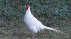 Ayam Pheasant Putih
