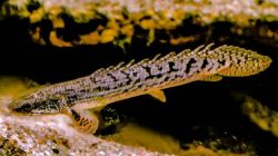 Channa Argus