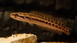 Channa Bankanensis
