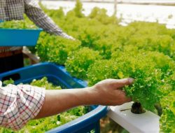 Mau Bertani Sayuran di Lahan Sempit? Hidroponik Solusinya
