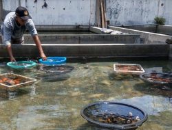 Manfaatkan Waktu Luang, Pelajar Ini Sukses Bisnis Ikan Mas Koki