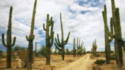 Kaktus merupakan salah satu contoh tumbuhan xerofit
