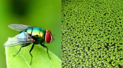 Lalat hijau dan tanaman mata ikan