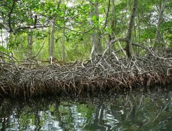 Mengenal Jenis-Jenis Mangrove, Lengkap dengan Cara Menanam dan Merawatnya