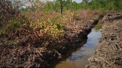 Pembabatan mangrove di Bengkalis. (Sumber: Tribunnews).
