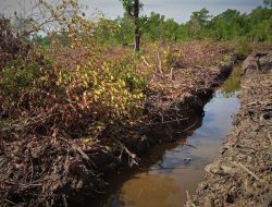 Pemulihan Mangrove Bengkalis Terhambat Pembabatan Liar, Begini Langkah BRGM
