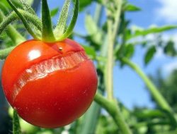 Buah Tomat Alami Retak? Kenali Penyebab dan Solusinya