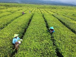 Mengenal Tanaman Industri yang Dikembangkan di Indonesia