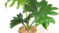 Philodendron