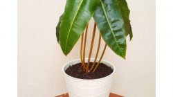 Philodendron Kabel Busi