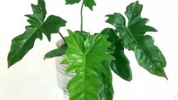 Philodendron King Dragon