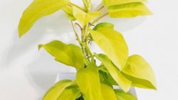 Philodendron Kuning