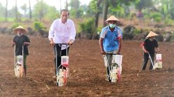 Presiden Jokowi bersama petani Jeneponto menanam jagung