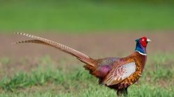 Red Ringneck Pheasant