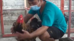 Hawa Nudin warga di Kecamatan Ponggok Kabupaten Blitar, kini sukses beternak puluhan ayam hias impor